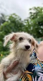 A baby small-sized female Wirehaired Dachshund dog named Canela for adoption in Tifton, GA