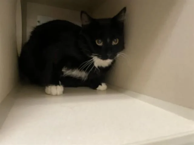 A young small-sized male Domestic Short Hair cat named Oreo Cookie for adoption in Denver, CO