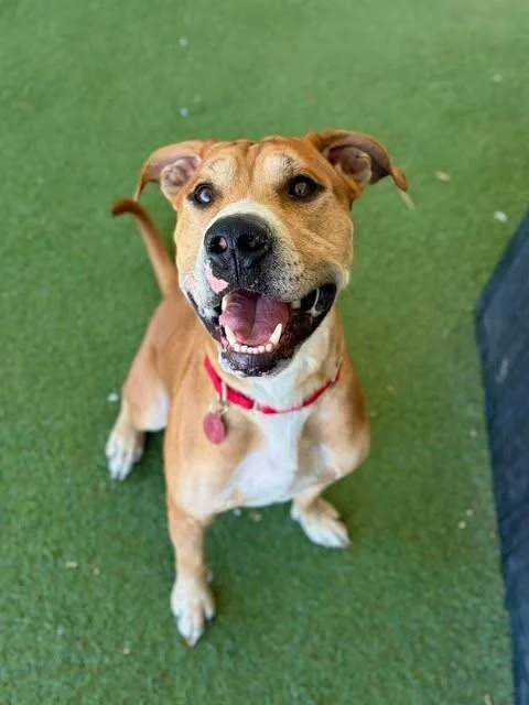 An adult medium-sized male Red / Chestnut / Orange Pit Bull Terrier dog named Robbie for adoption in Fruit Heights, UT