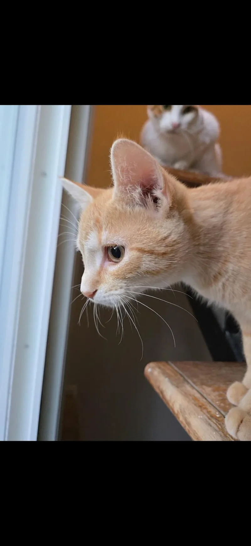 A young medium-sized female Orange / Red Domestic Short Hair cat named Ariadne for adoption in Rochester, NY