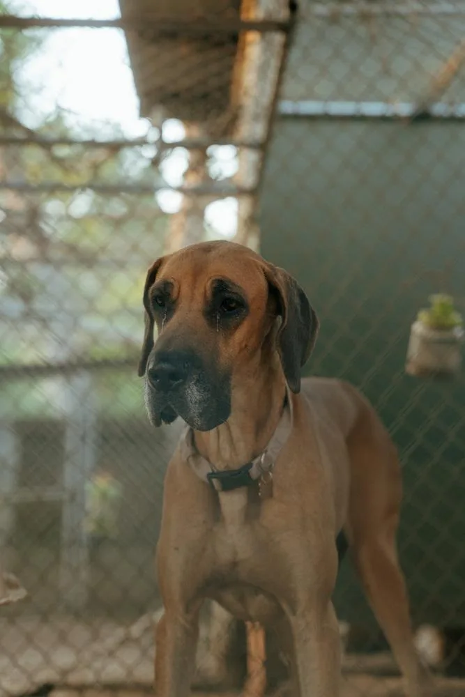 A young large-sized female Tricolor (Brown, Black, & White) Great Dane dog named Remi Cleo for adoption in Bonita, CA