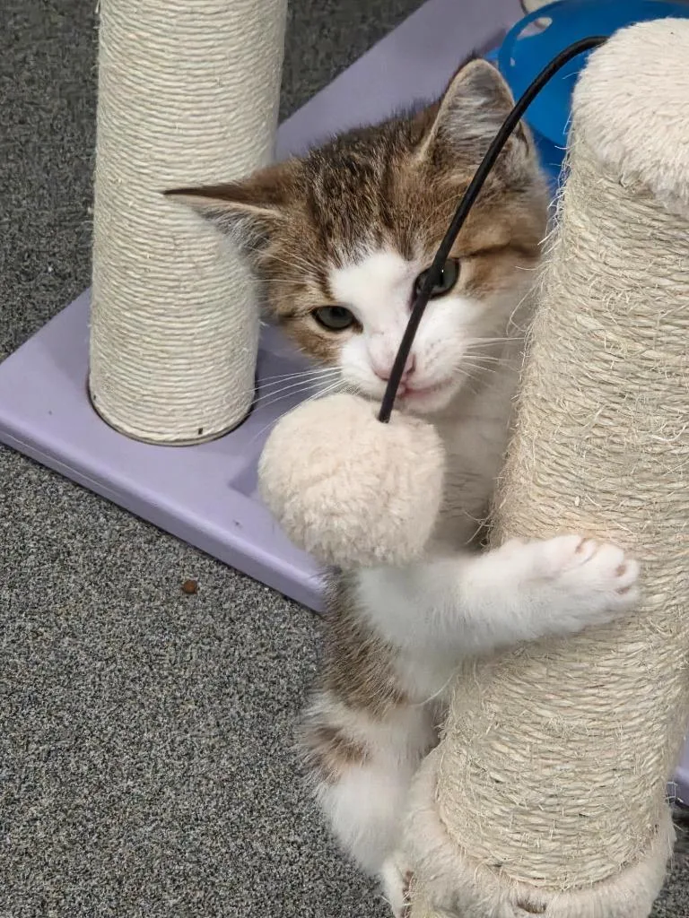 A baby small-sized female Domestic Short Hair cat named Sprout for adoption in Lunenburg, VT