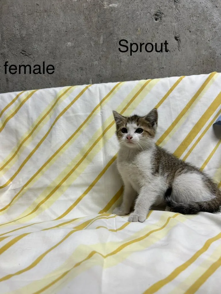 Sprout thumbnail 2
