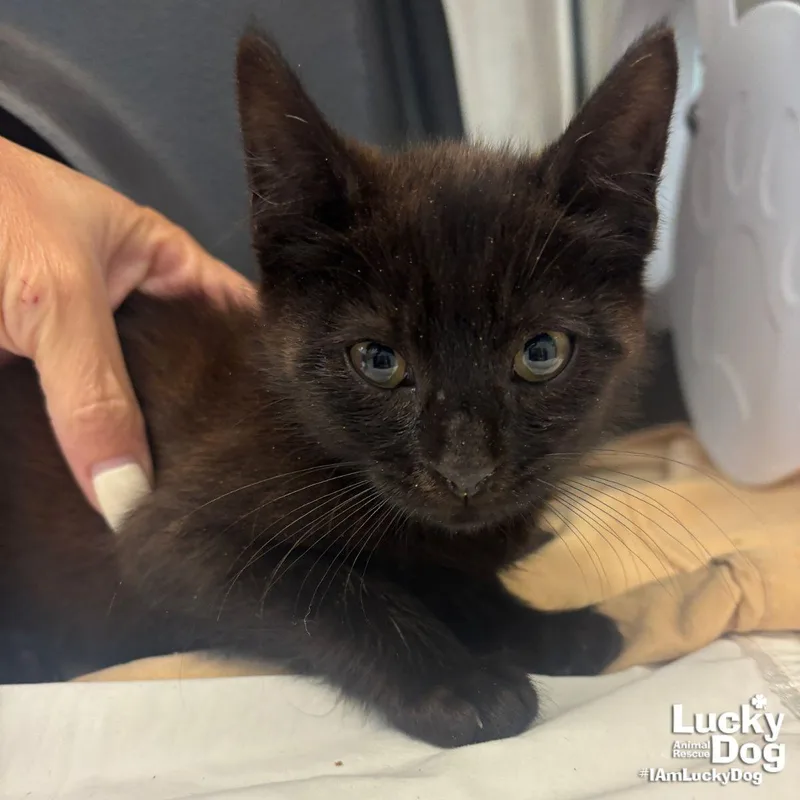 A baby medium-sized male Black Domestic Short Hair cat named Carlos for adoption in Washington, DC