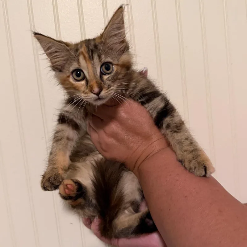 Mixie
