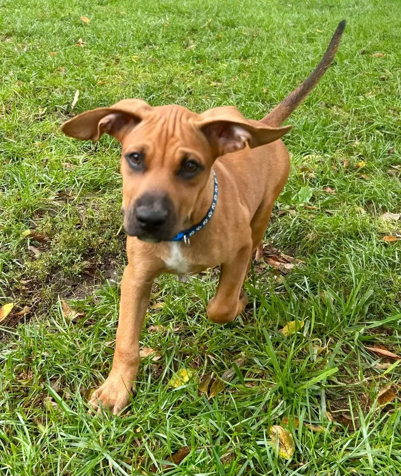 A baby medium-sized male Red / Chestnut / Orange Mixed Breed dog named Mountain River for adoption in Clinton, WI