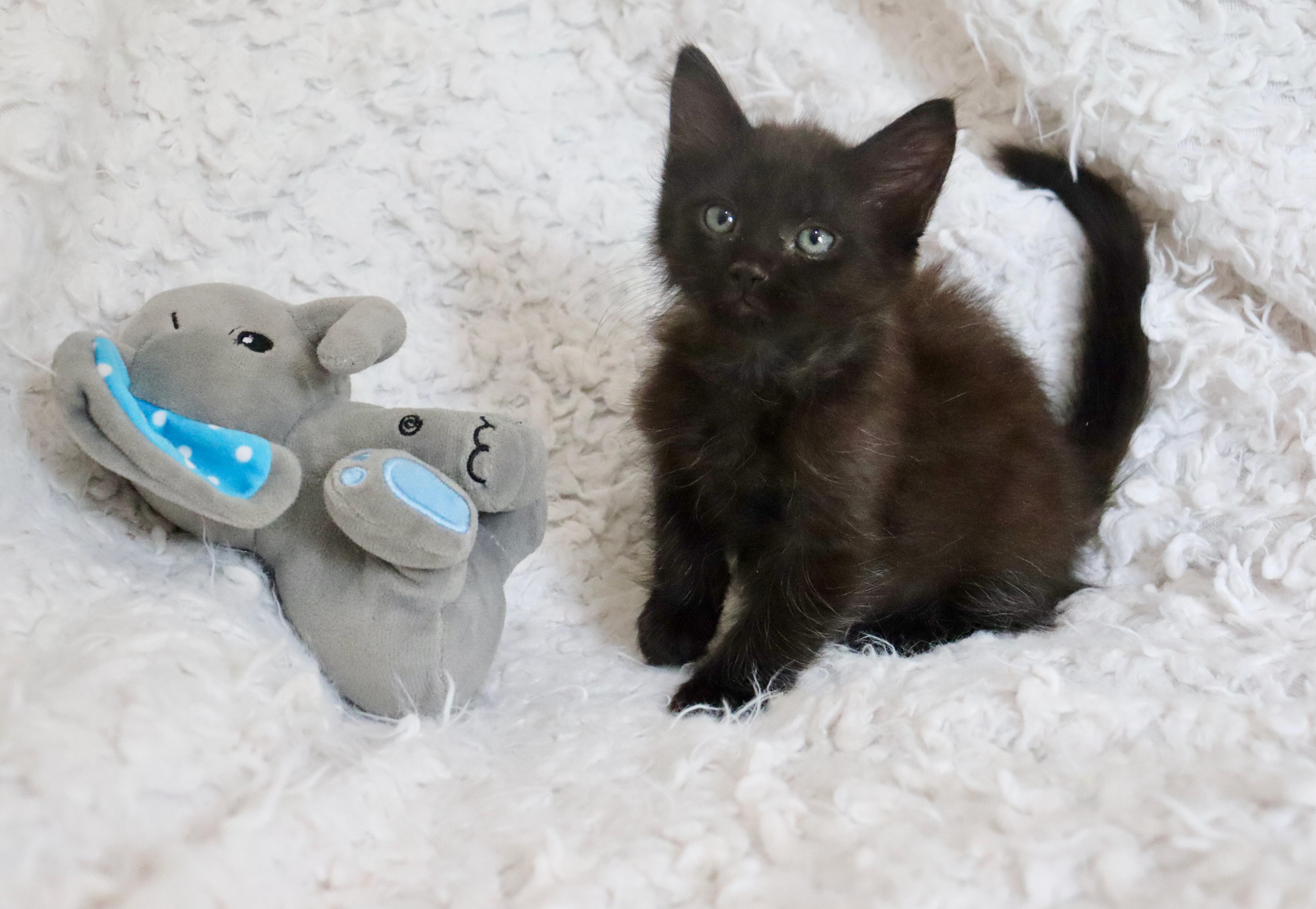 Babu thumbnail 2