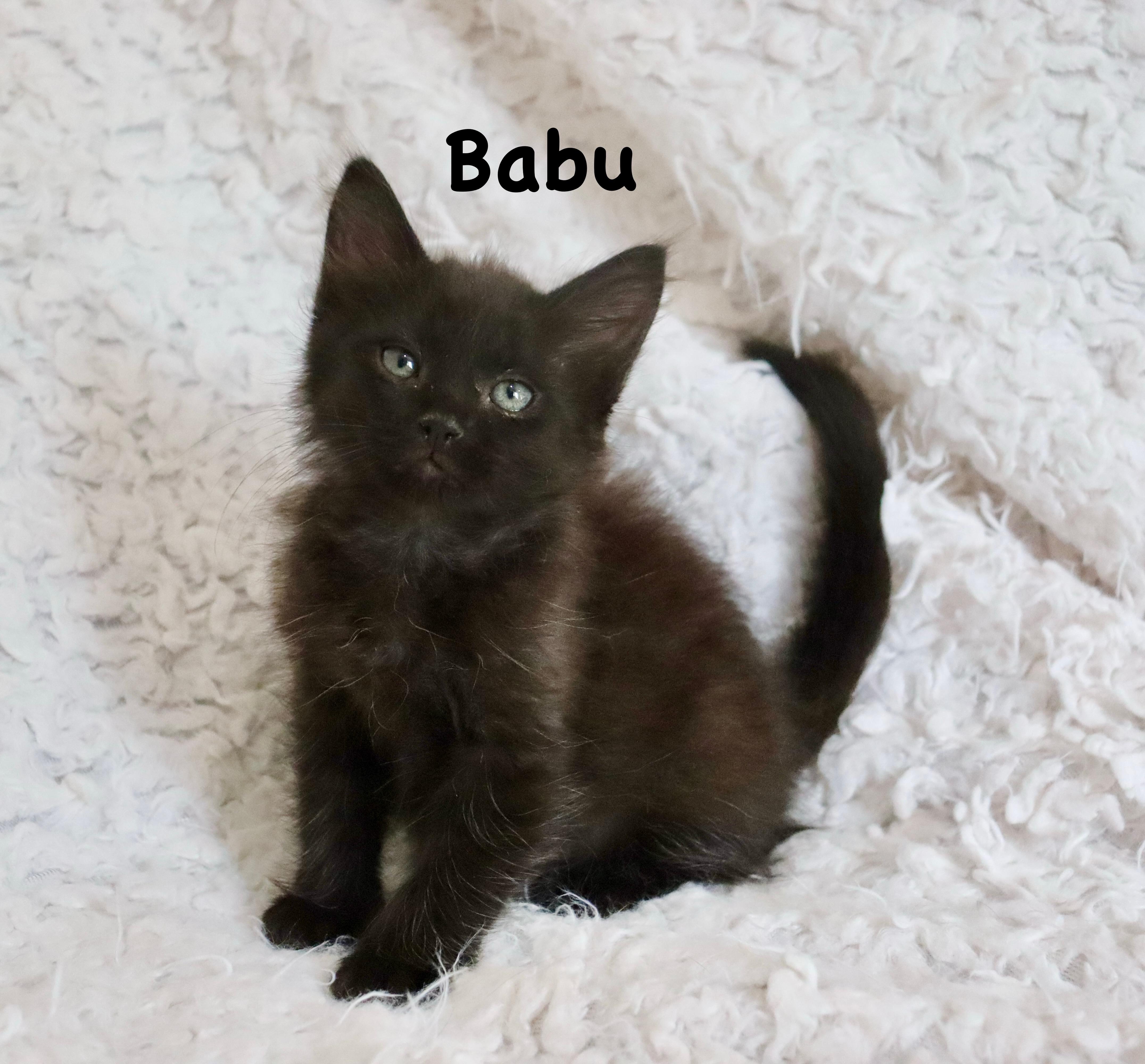 Babu thumbnail 4