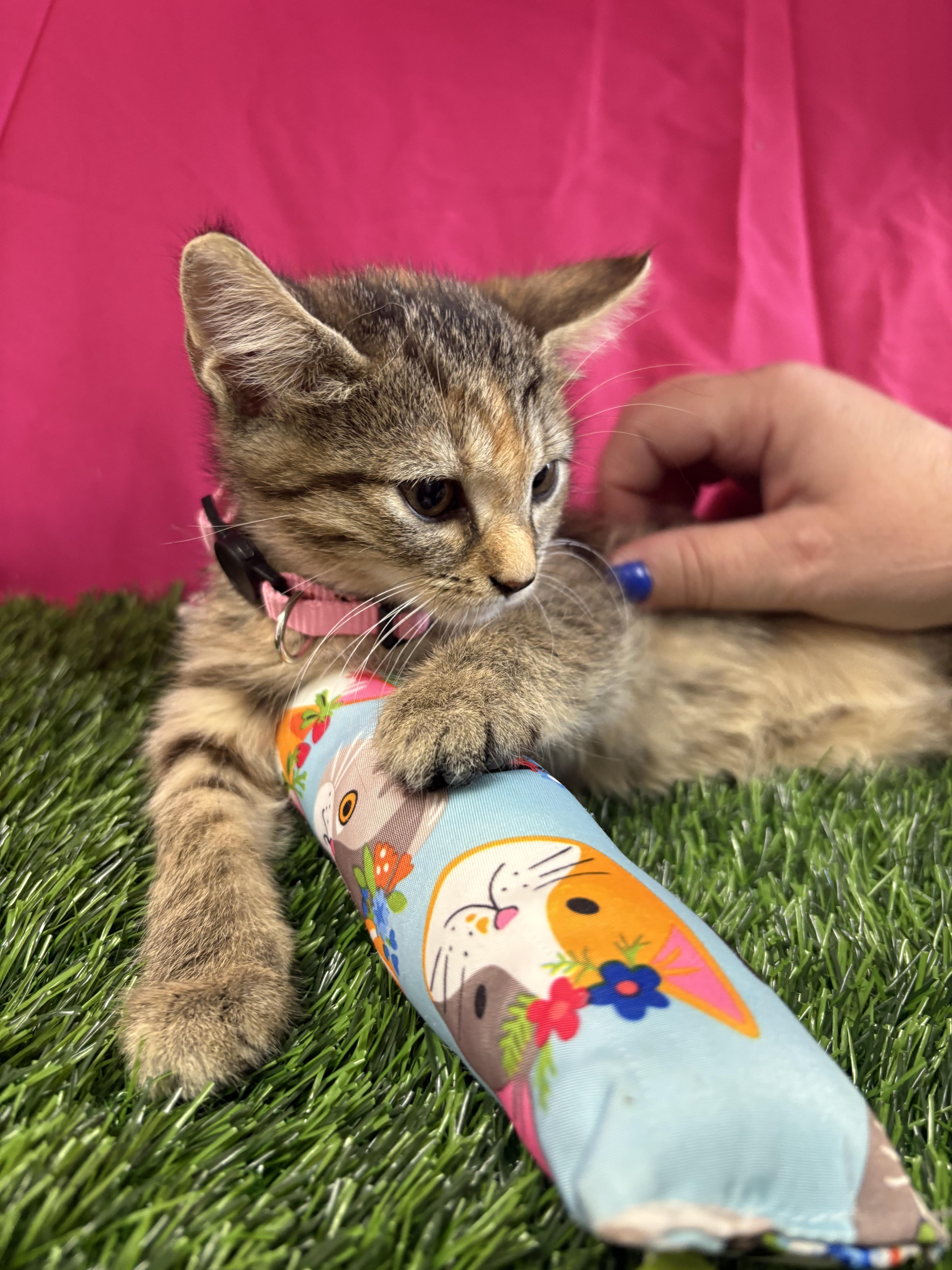 A baby medium-sized female Torbie Domestic Short Hair cat named Davina for adoption in Bardstown, KY
