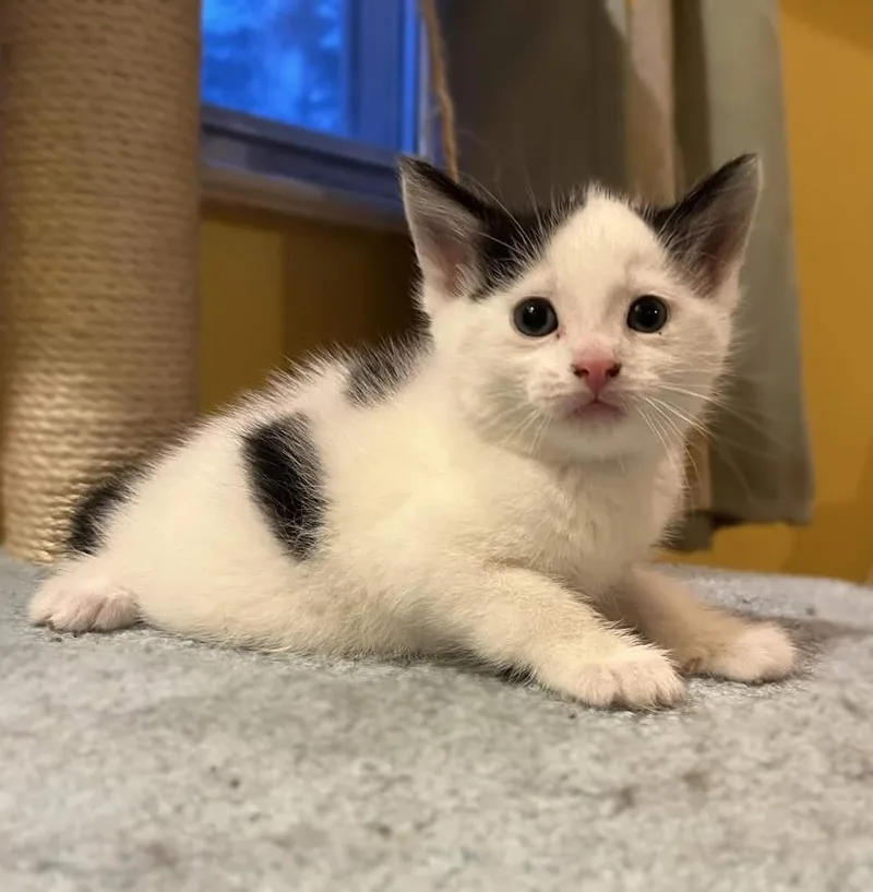 A baby medium-sized male Domestic Short Hair cat named Smootch for adoption in Philadelphia, PA