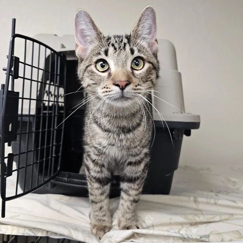 A baby small-sized male Brown / Chocolate Domestic Short Hair cat named Ferris Wheel for adoption in Monroe, MI