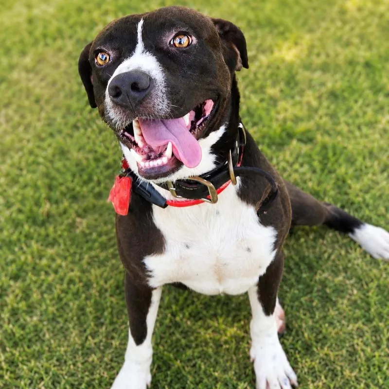 A young medium-sized male Black Mixed Breed dog named Goofy for adoption in Houston, TX