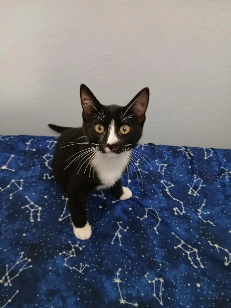 A baby medium-sized male Domestic Short Hair cat named Romeo for adoption in St. Cloud, MN