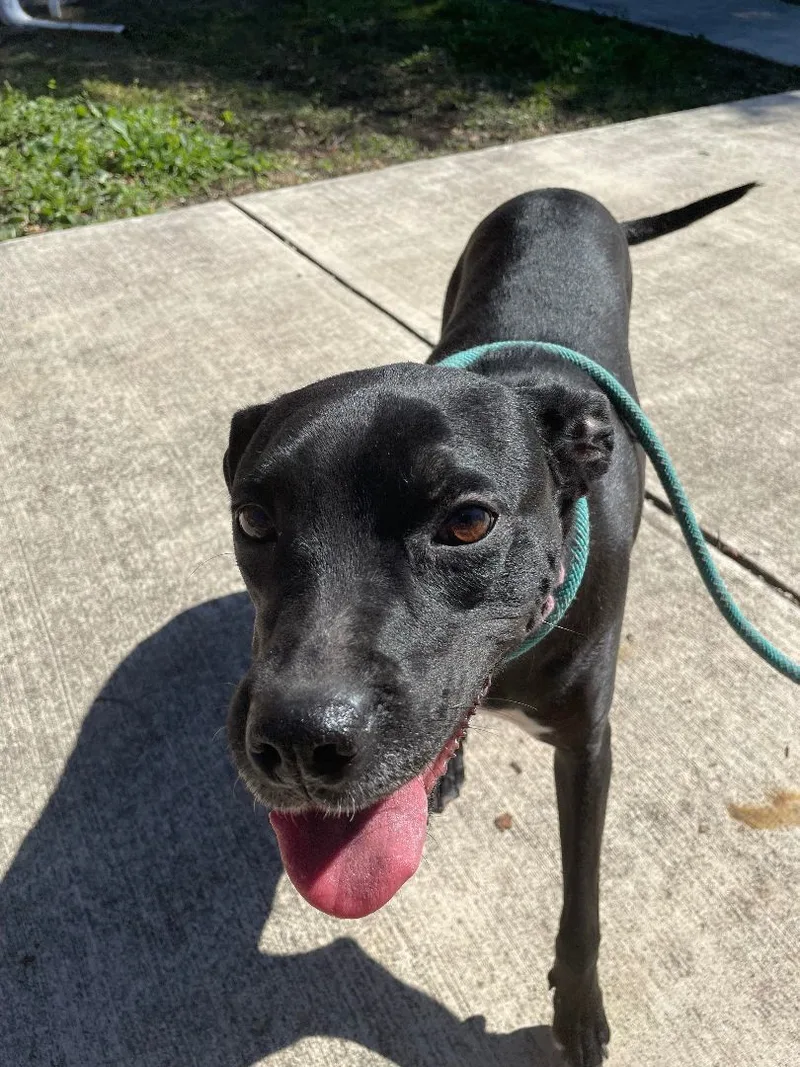 Penelope thumbnail 3