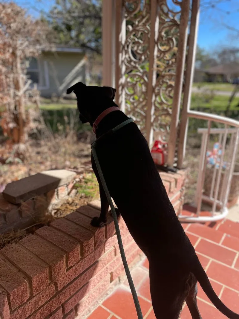 Penelope thumbnail 5