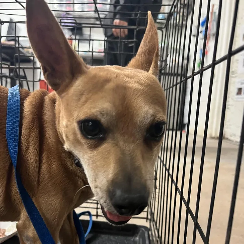 An adult small-sized male Chihuahua dog named Taco Bell for adoption in Edinburg, TX
