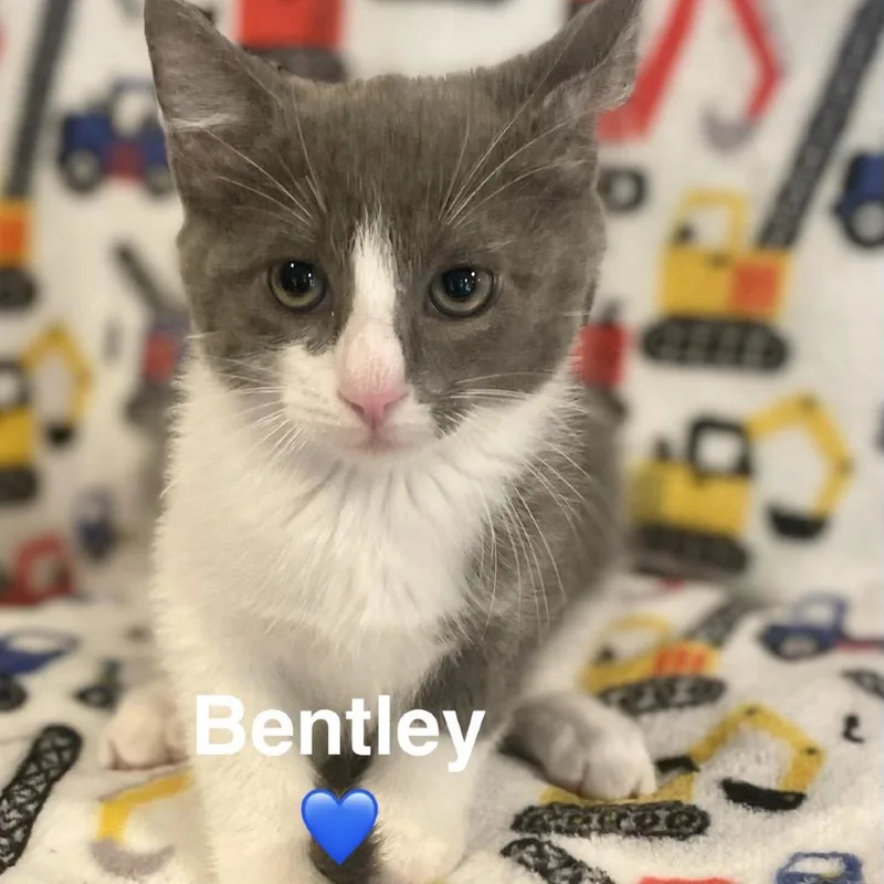 A baby small-sized male Gray / Blue / Silver Domestic Medium Hair cat named Bentley for adoption in Peachtree City, GA