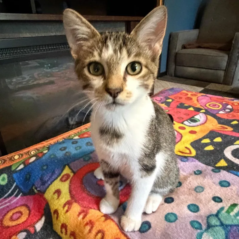 Gus