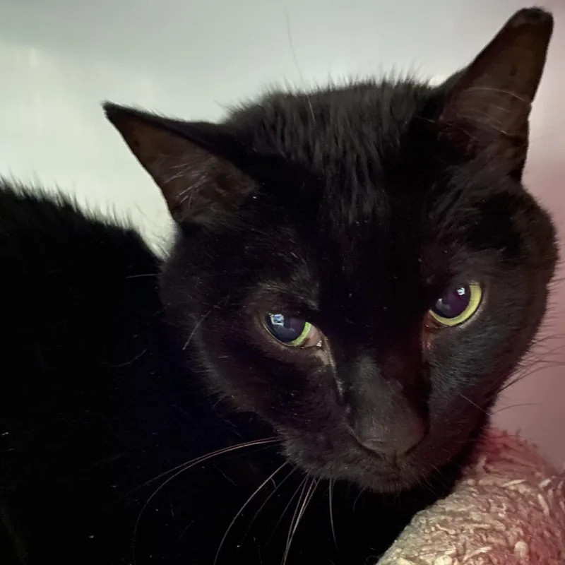 Pandashar [and Lolo]