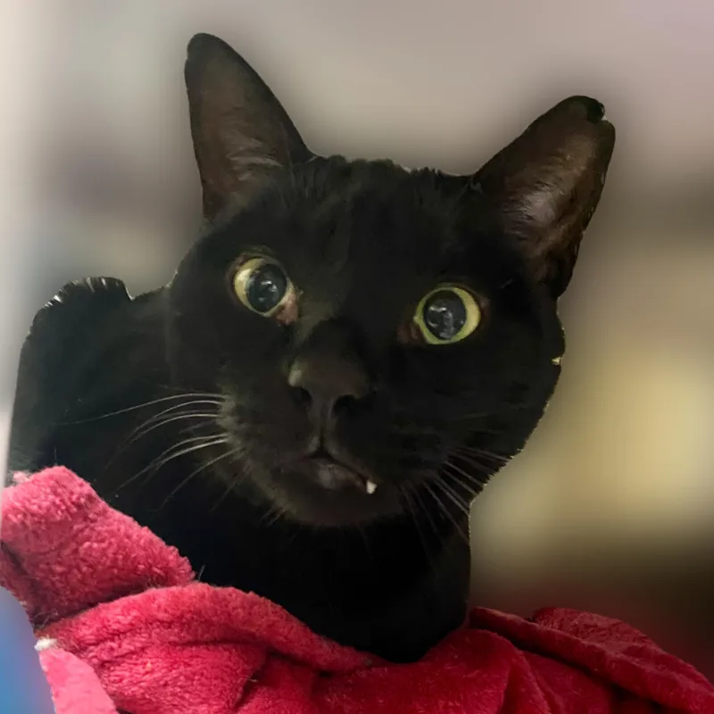 Pandashar [and Lolo] thumbnail 2