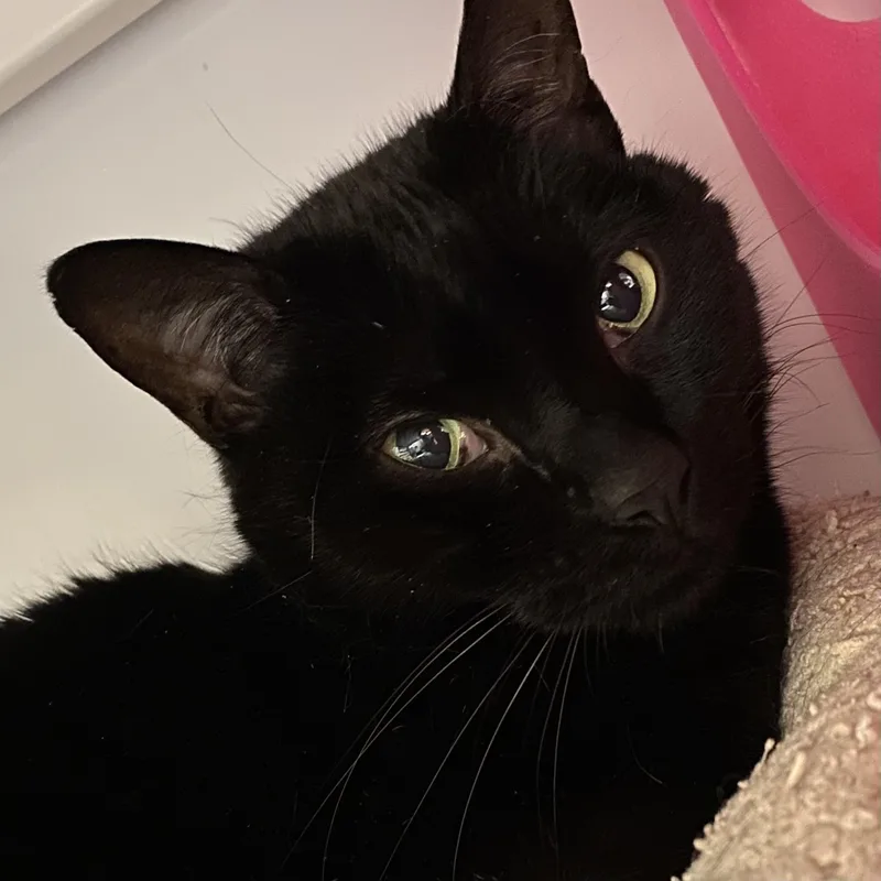 Pandashar [and Lolo] thumbnail 3