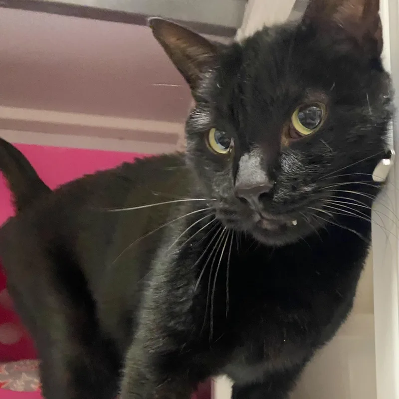 Pandashar [and Lolo] thumbnail 4