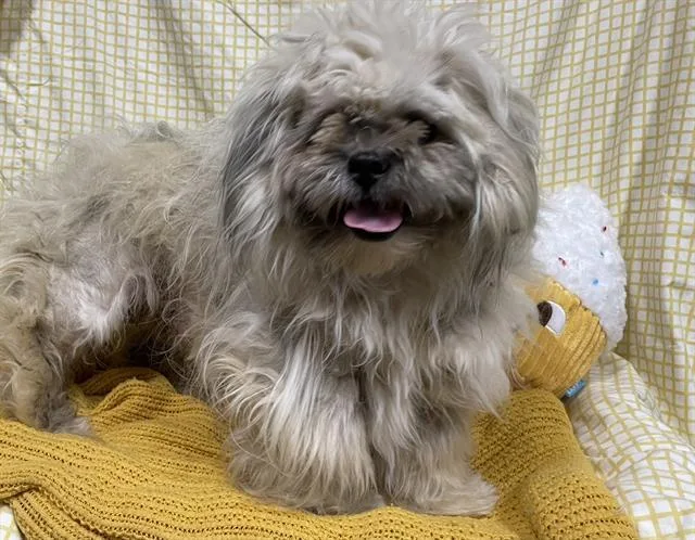 An adult small-sized male Pekingese dog named A for adoption in Modesto, CA