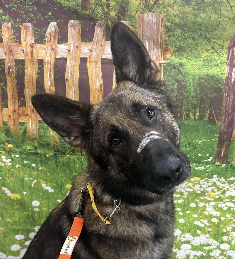 Axel
