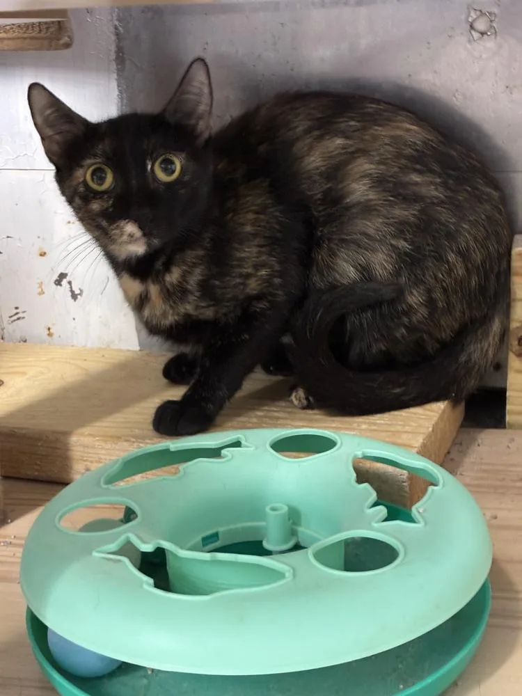 Sweet Shelliemay thumbnail 2