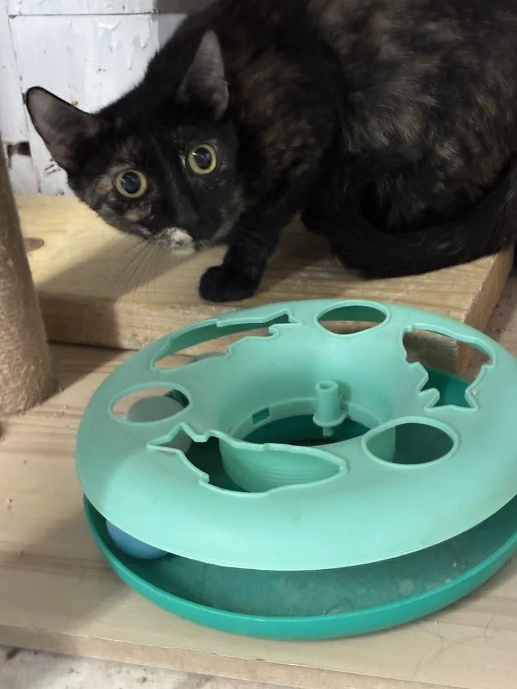 Sweet Shelliemay thumbnail 3