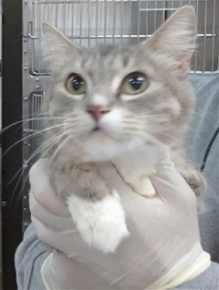 A young large-sized female Domestic Long Hair cat named Giselle for adoption in Salinas, CA