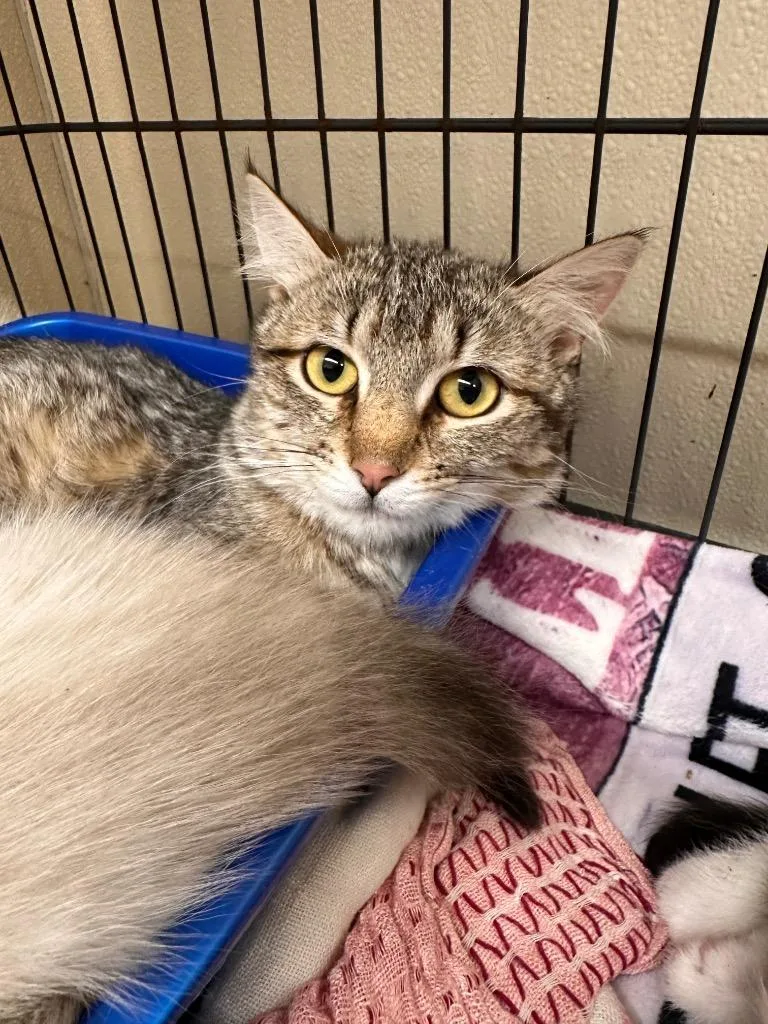 A young medium-sized female Domestic Medium Hair cat named Julep for adoption in Sidney, NY