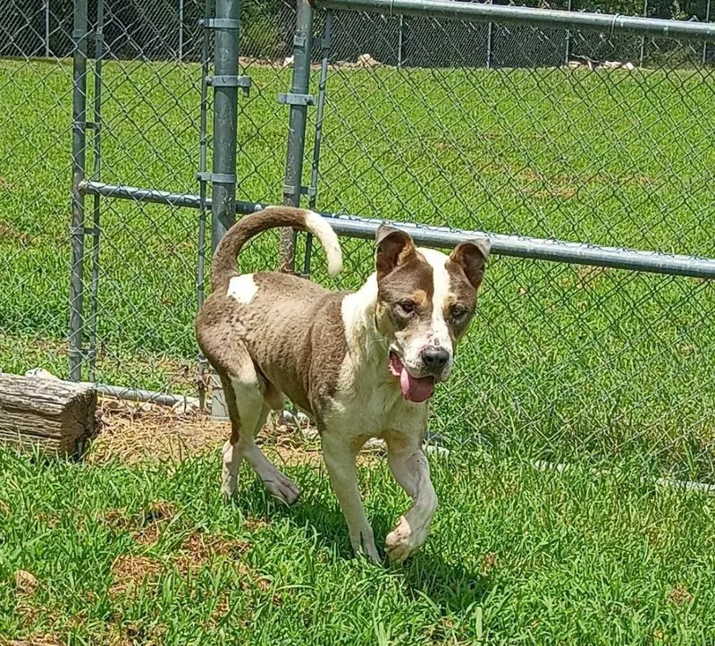 A young large-sized male Mixed Breed dog named P.b for adoption in Chickamauga , GA