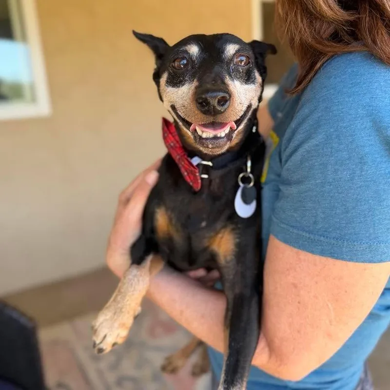 A senior medium-sized male Black Miniature Pinscher dog named Chico for adoption in Ramona, CA