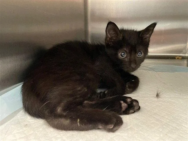 A baby small-sized female Domestic Short Hair cat named Mila for adoption in Tavares, FL