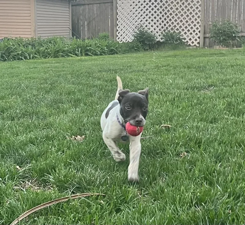 A baby medium-sized female Brown / Chocolate English Pointer dog named Daisy for adoption in Lincoln, NE