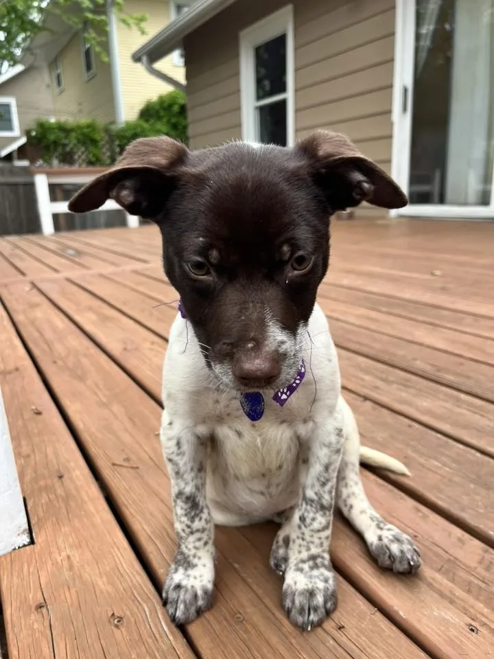 Daisy thumbnail 4