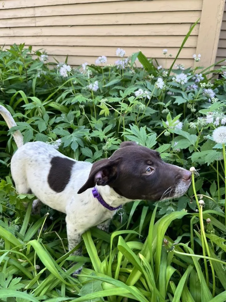 Daisy thumbnail 5