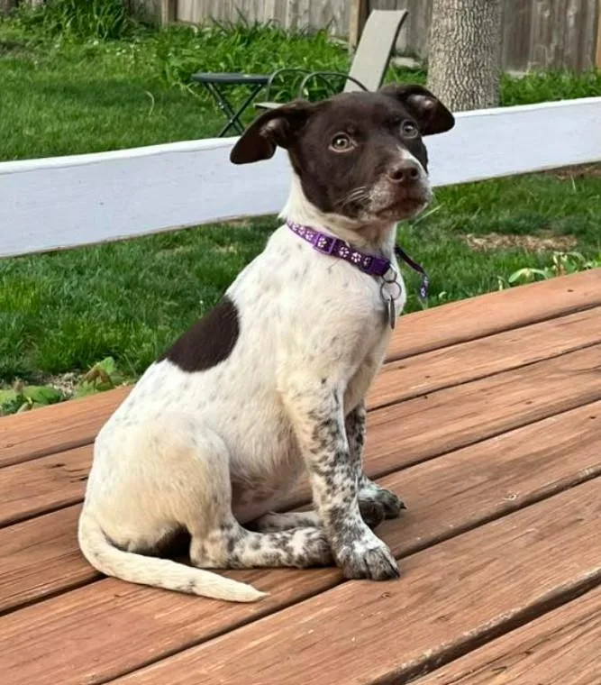 Daisy thumbnail 6