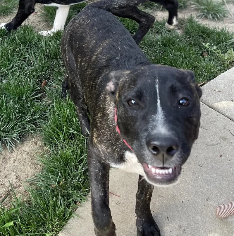 Cookie  Brindle thumbnail 2