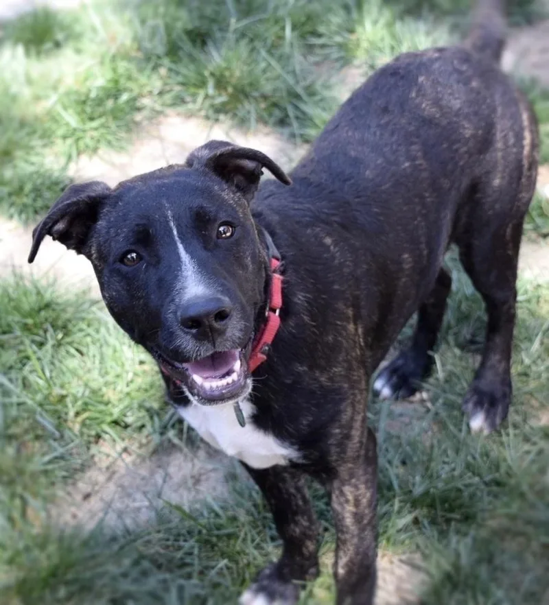 Cookie  Brindle thumbnail 3