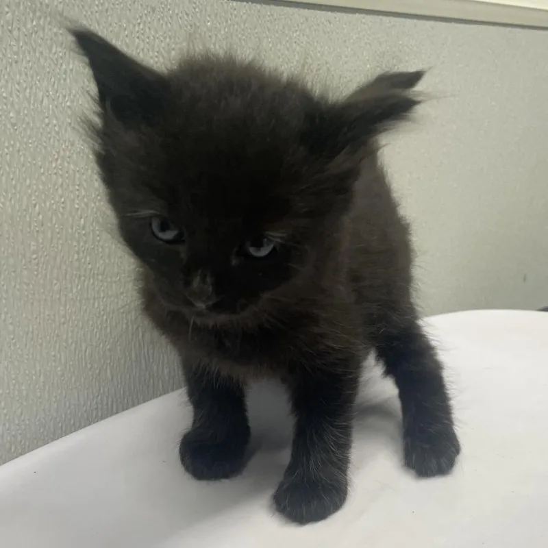 Milo