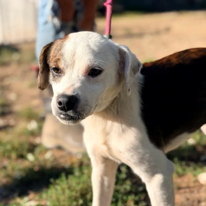 An adult small-sized male Brindle Mixed Breed dog named Atticus Stray Hold for adoption in Huntington, WV