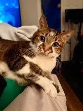 An adult medium-sized male Domestic Short Hair cat named Apollo for adoption in Lake Saint Louis, MO