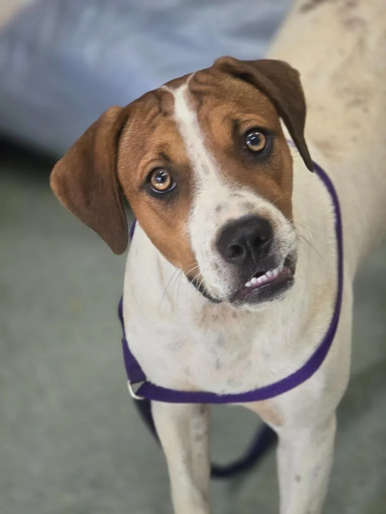 A baby medium-sized male Hound dog named Stifler for adoption in Danielsville, GA