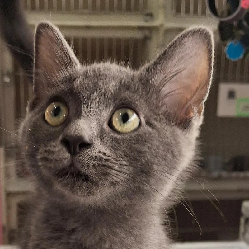 A baby small-sized male Gray / Blue / Silver Domestic Short Hair cat named Emmett for adoption in Zanesville, OH