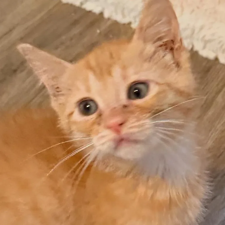 A baby medium-sized male Tabby (Orange / Red) Domestic Short Hair cat named Otis for adoption in San Diego, CA