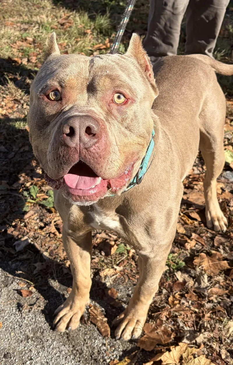 A young large-sized male Gray / Blue / Silver American Bully dog named Drax for adoption in McKeesport, PA