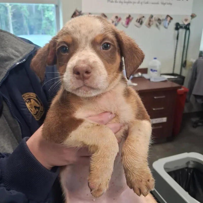 A baby medium-sized female Pit Bull Terrier dog named Stevie for adoption in Gautier, MS