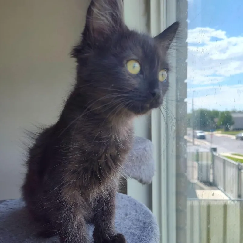 A baby small-sized male Black Domestic Short Hair cat named Cannellini for adoption in Bountiful, UT